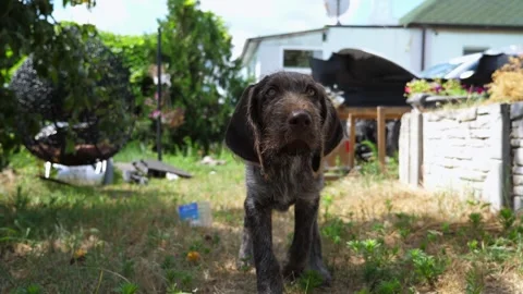 Beautiful german wirehaired pointer dog lying on grass at garden. Puppy resting Stock Footage 309915268