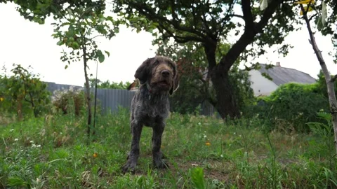 Beautiful german wirehaired pointer dog walking on grass at garden. Pretty brown Stock Footage 327159014