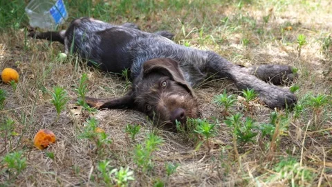 Beautiful german wirehaired pointer dog lying on grass at garden. Pretty brown 動画素材 327204172