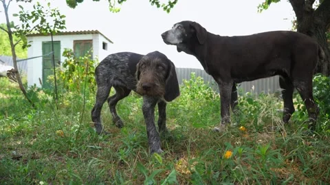 Beautiful german wirehaired pointer dog walking on grass at garden. Pretty brown 動画素材 327204372