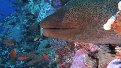 Beautiful Giant Moray, In The Burrow, Close Up Stock Footage 299904331