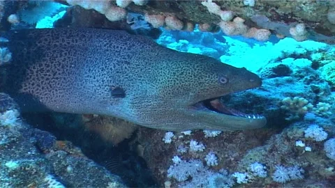 Beautiful Giant Moray Stock Footage 299904928