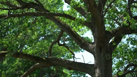 Beautiful giant Oak Tree on a breezy day Stock Footage 132293526