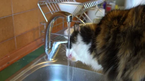 Beautiful Ginger Big Cat Drinking Water from Sink in Kitchen Stock Footage 76583452