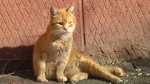A beautiful ginger cat basks in the sun. Video stock 313443802