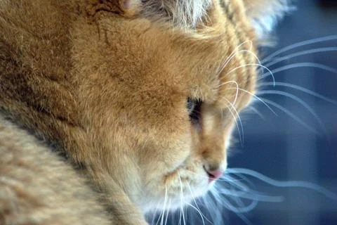 Beautiful ginger cat close-up Foto stock
