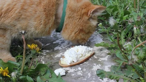 Beautiful ginger cat eats cottage cheese 스톡 동영상 119689803