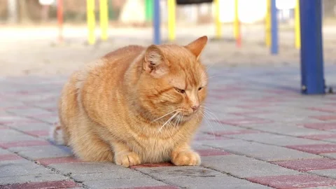 A beautiful ginger cat licks. Cute cat licks funny and looks around.Lovely pets. Stock Footage 308643775