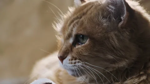 Beautiful ginger cat lies on couch, raises its head and looks to left, to side Stock Footage 147444042