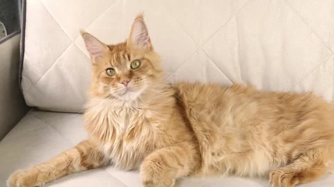a beautiful ginger cat lies on a light Stock Video Pond5