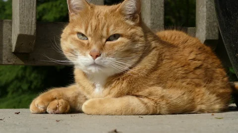 Beautiful ginger cat looking around Stock Footage 62843624