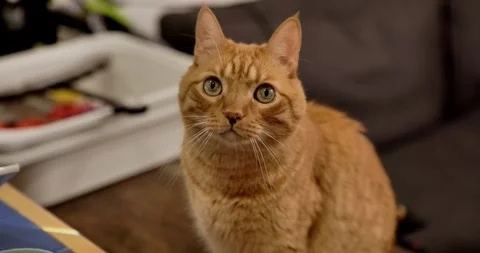 Beautiful ginger cat looking at camera Stock Footage 329154683
