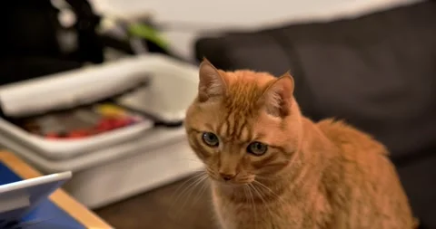 Beautiful ginger cat looking at camera Stock Footage 329154848