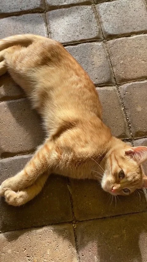 Beautiful ginger cat lying in the sun. Vertical video Stock Footage 281262212