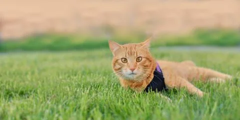 Beautiful ginger cat with white muzzle lying on the lawn, space for a copy. Stock Photos