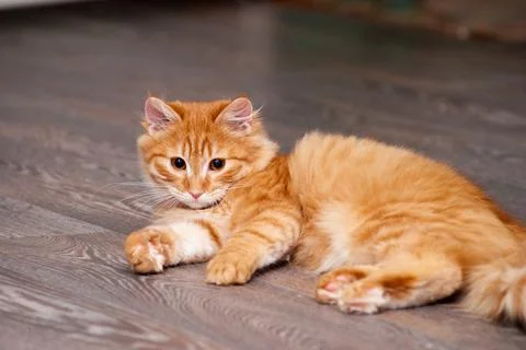 Beautiful ginger kitten Stock Photos