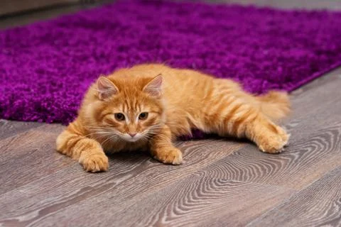 Beautiful ginger kitten Stock Photos