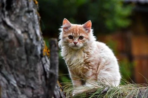 Beautiful ginger kitten sitting on a tree sweet Stock Photos