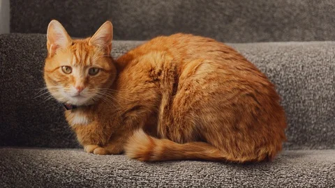 A beautiful ginger tabby tom cat sat on the staircase Vídeo Stock 128354418