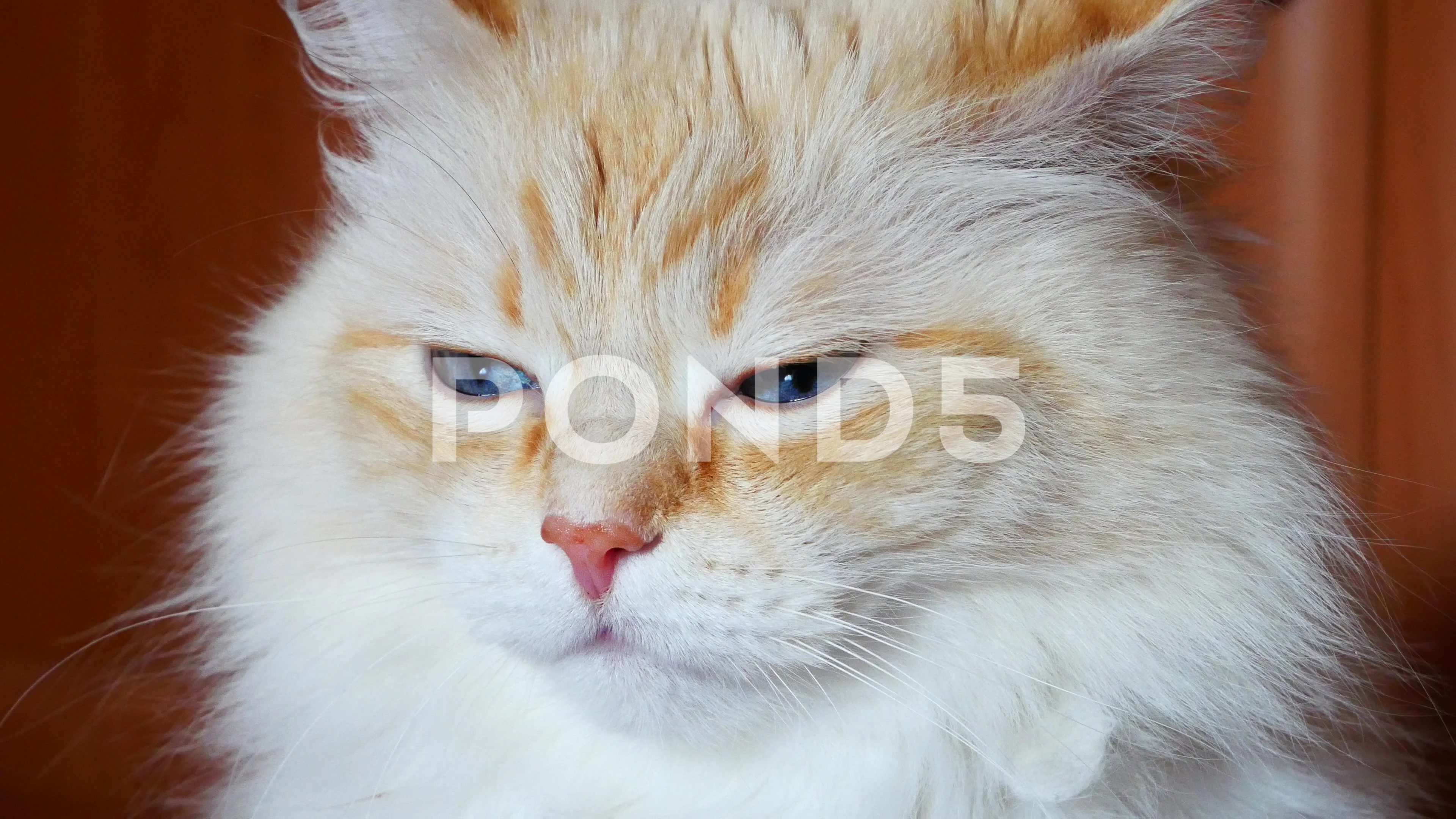 pale ginger cat with blue eyes
