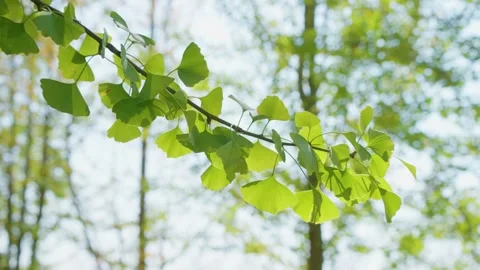 The beautiful ginkgo tree Video stock 247318409