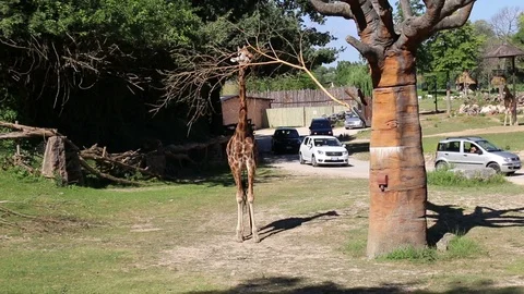 A beautiful giraffe approaches lunch Stock Footage 95397014