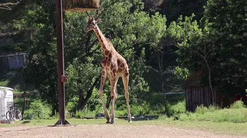 A beautiful giraffe approaches lunch Stock Footage
