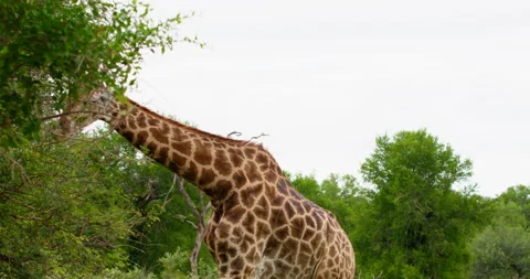 Beautiful Giraffe Approaching Tree to Eat Leaves Kruger National Park Safari Stock Footage 340397783