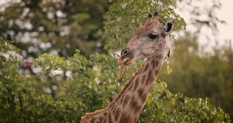 Beautiful giraffe breastfeeding cute baby in Zambia, Africa Stock Footage 128073553