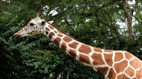 Beautiful Giraffe Close-Up, Giraffa Camelopardalis, The Tallest Animal, African Video stock 2081433