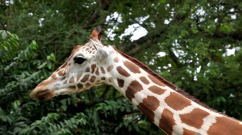 Beautiful Giraffe Close-Up, Giraffa Camelopardalis, The Tallest Animal, African Stock Footage 2087625