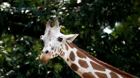 Beautiful Giraffe Close-Up, Giraffa Camelopardalis, The Tallest Animal, African Stock Footage 2108060