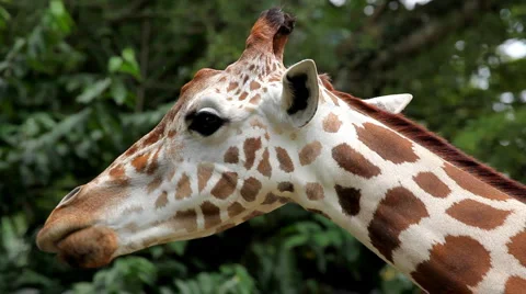 Beautiful Giraffe Close-Up, Giraffa Camelopardalis, The Tallest Animal, African Stock Footage 2831954