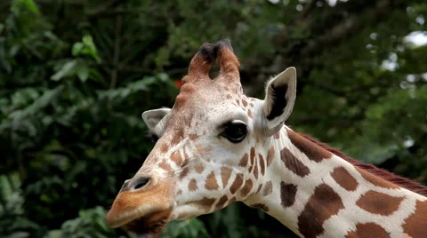 Beautiful Giraffe Close-Up, Giraffa Camelopardalis, The Tallest Animal, African Video stock 2833709