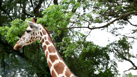 Beautiful Giraffe Close-Up, Giraffa Camelopardalis, The Tallest Animal, African Vídeo Stock 2837536