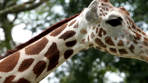 Beautiful Giraffe Close-Up, Giraffa Camelopardalis, The Tallest Animal, African Vídeo Stock 2845346