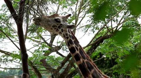 Beautiful Giraffe Close-Up, Giraffa Camelopardalis, The Tallest Animal, African Stock Footage 2850780
