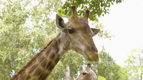 Beautiful Giraffe Close-Up, Giraffa Camelopardalis, The Tallest Animal, African Video stock 87189939