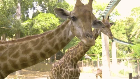 Beautiful Giraffe Close-Up, Giraffa Camelopardalis, The Tallest Animal, African Stock Footage 87190232