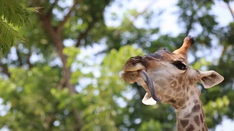 Beautiful giraffe close up giraffe camelopardalis the tallest animal african Stock Footage 237508694