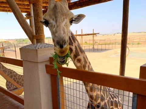 Beautiful giraffe eats grass in a zoo. Giraffe says hi. Stock Photos