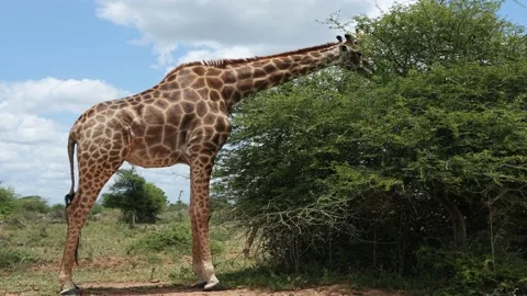 A beautiful giraffe eats leaves and twigs Stock Footage 231789452