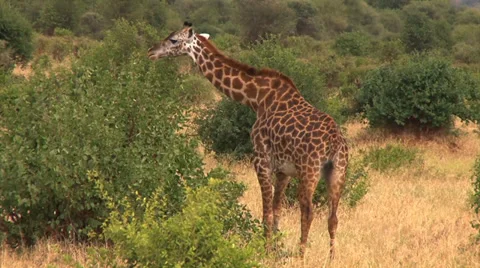 Beautiful giraffe eats leaves from a bush Видео 33871162