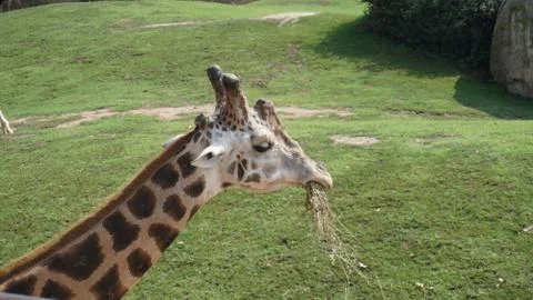 A beautiful giraffe that eats plants Stock Photos