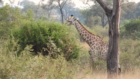 A beautiful giraffe feeding on a bush in... | Stock Video | Pond5