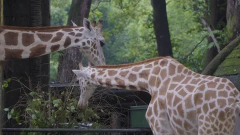 Beautiful Giraffe Stock Footage 271008236