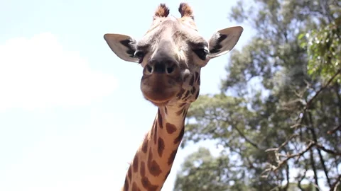 Beautiful giraffe looking around Stock Footage 143345259