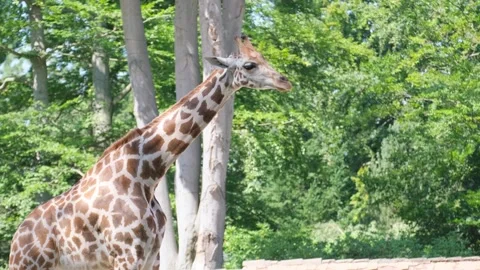 A beautiful giraffe is looking at the camera against the background of green Stock Footage 252742908