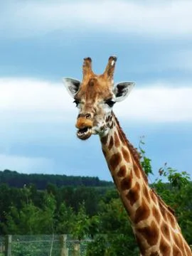 Beautiful giraffe Stock Photos