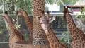 Beautiful giraffes in zoological garden HD Footage